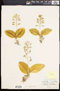 Liparis liliifolia image