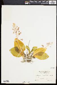 Liparis liliifolia image