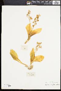 Liparis liliifolia image