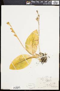 Liparis liliifolia image