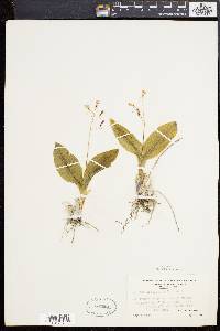 Liparis liliifolia image