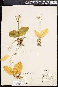 Liparis liliifolia image