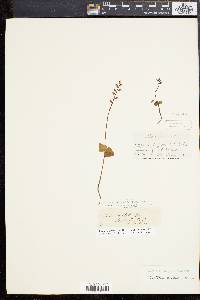 Listera cordata image