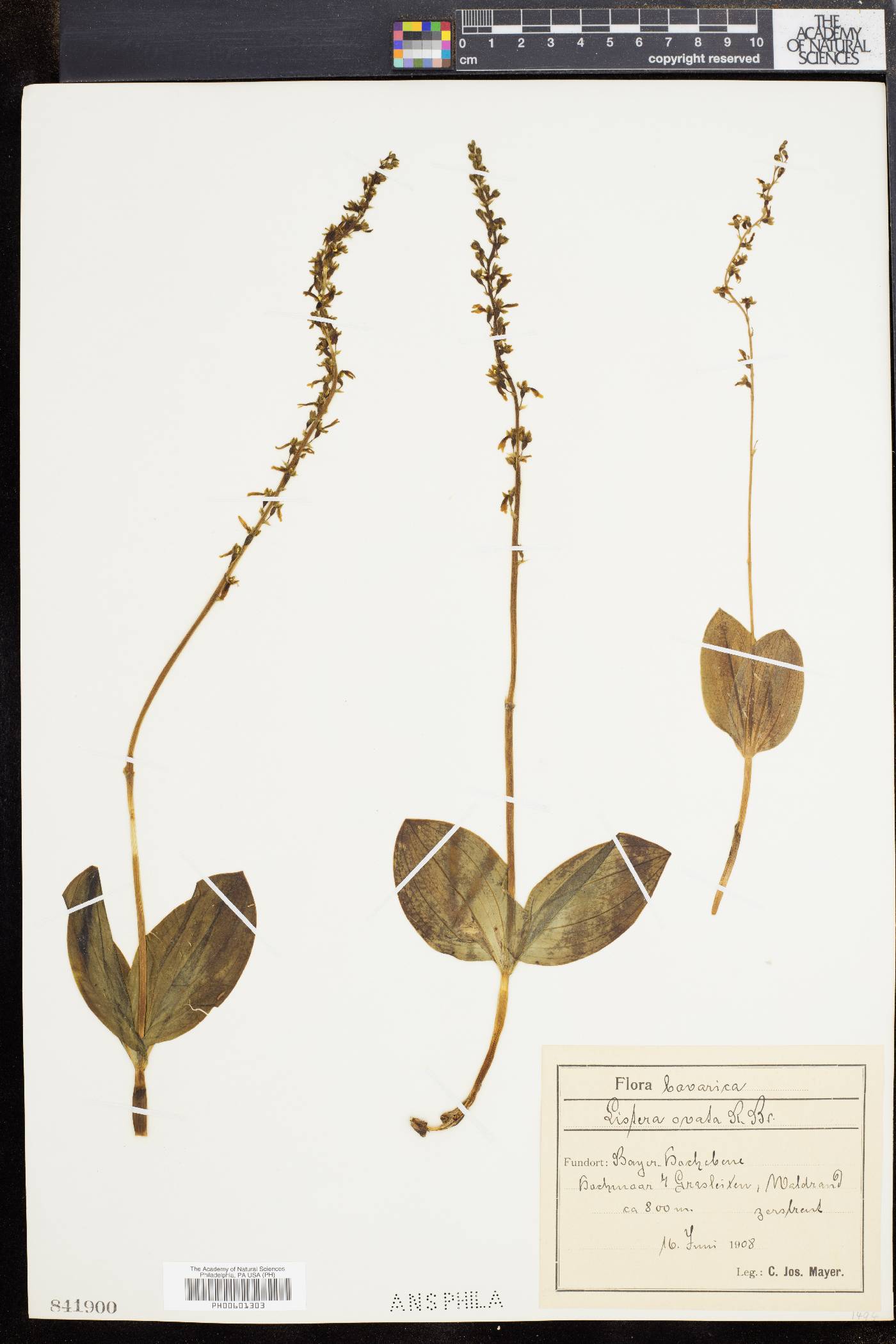 Listera ovata image