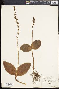 Listera ovata image