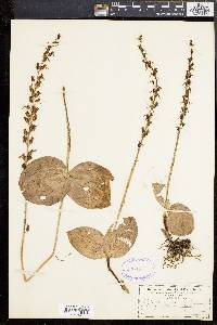 Listera ovata image