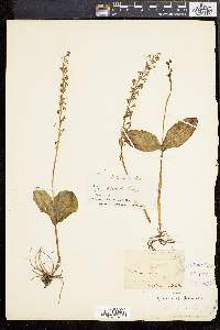 Listera ovata image