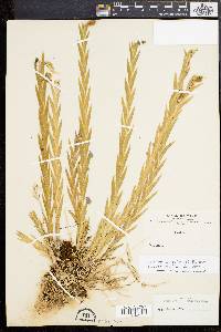 Image of Lockhartia longifolia
