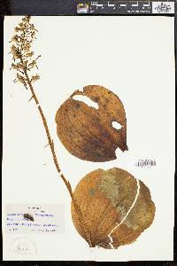 Image of Lysias orbiculata