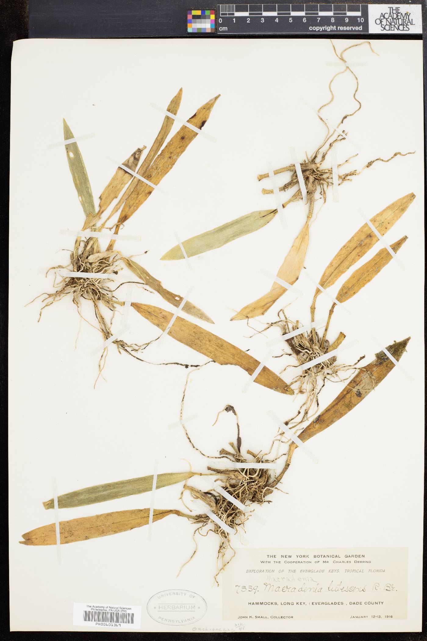 Macradenia lutescens image