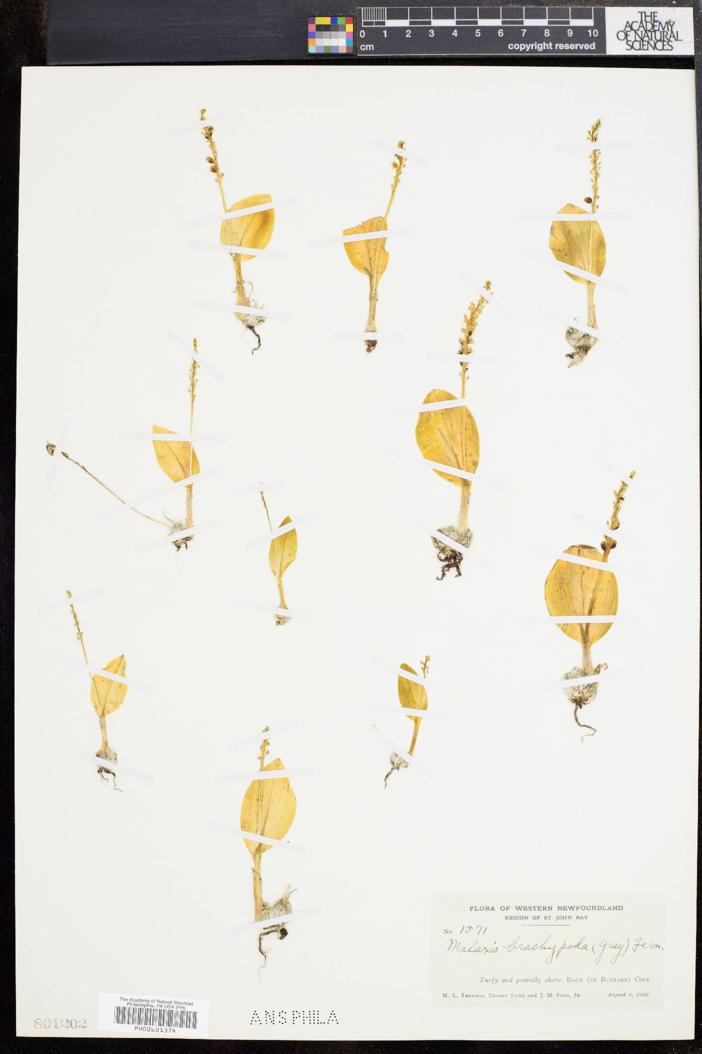Malaxis brachypoda image