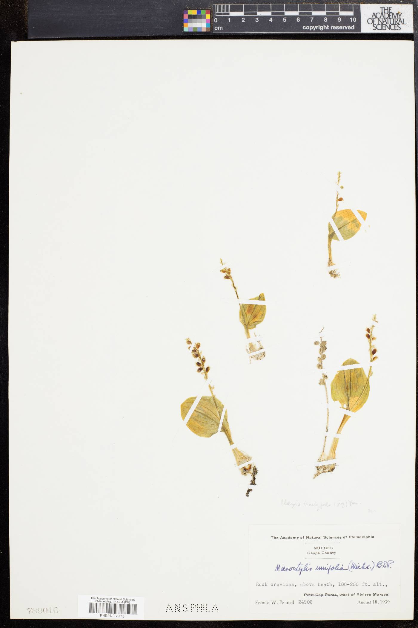 Malaxis brachypoda image