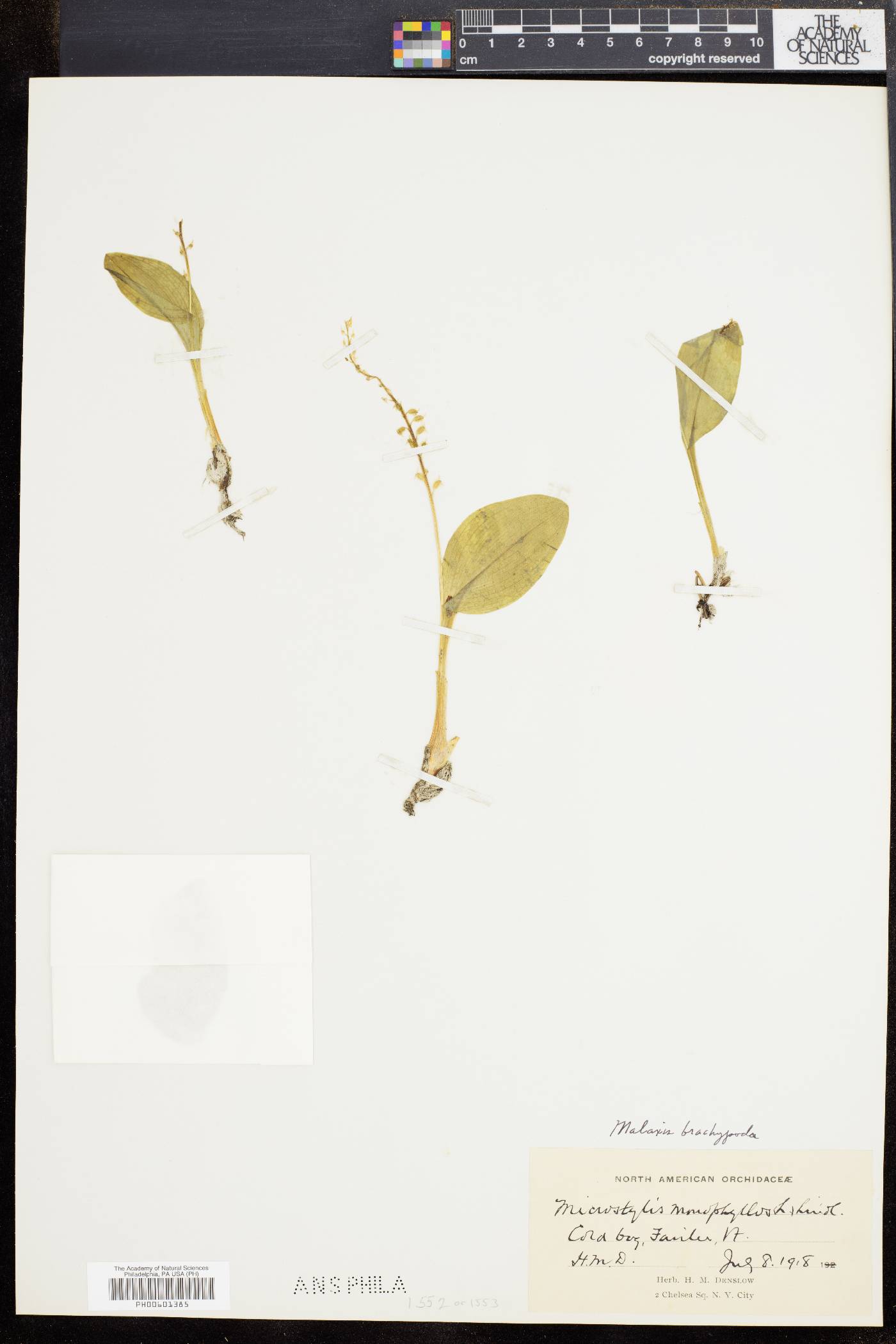 Malaxis brachypoda image