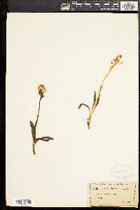 Image of Orchis brancifortii