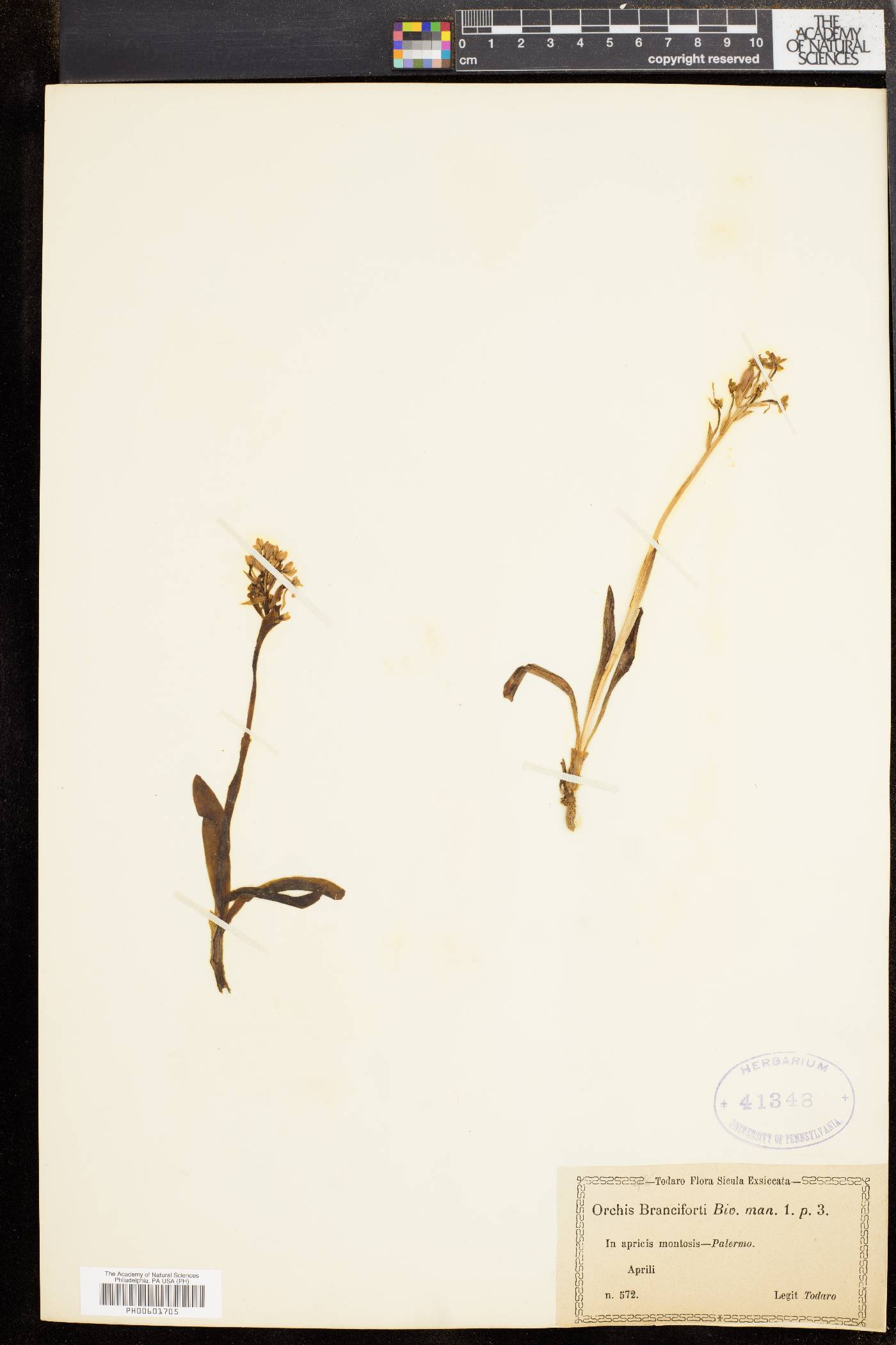 Orchis brancifortii image