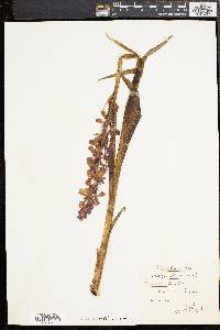 Media resource of Orchis elegans