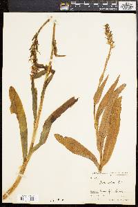 Image of Himantoglossum robertianum