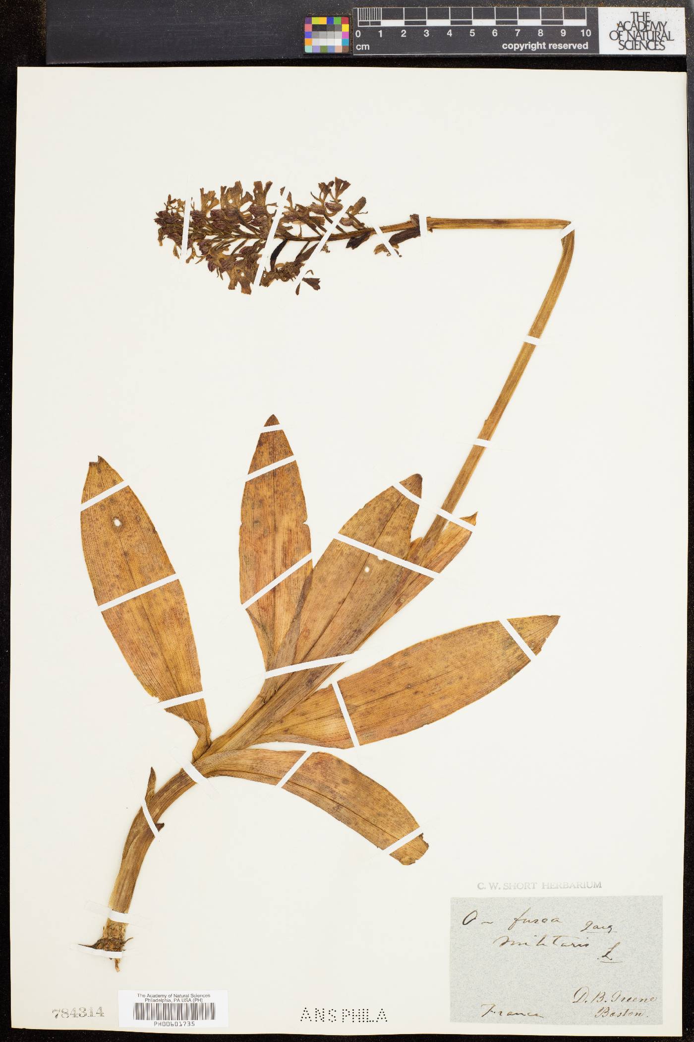 Orchis fusca image