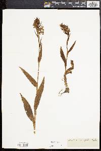 Orchis latifolia image