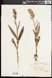 Orchis latifolia image