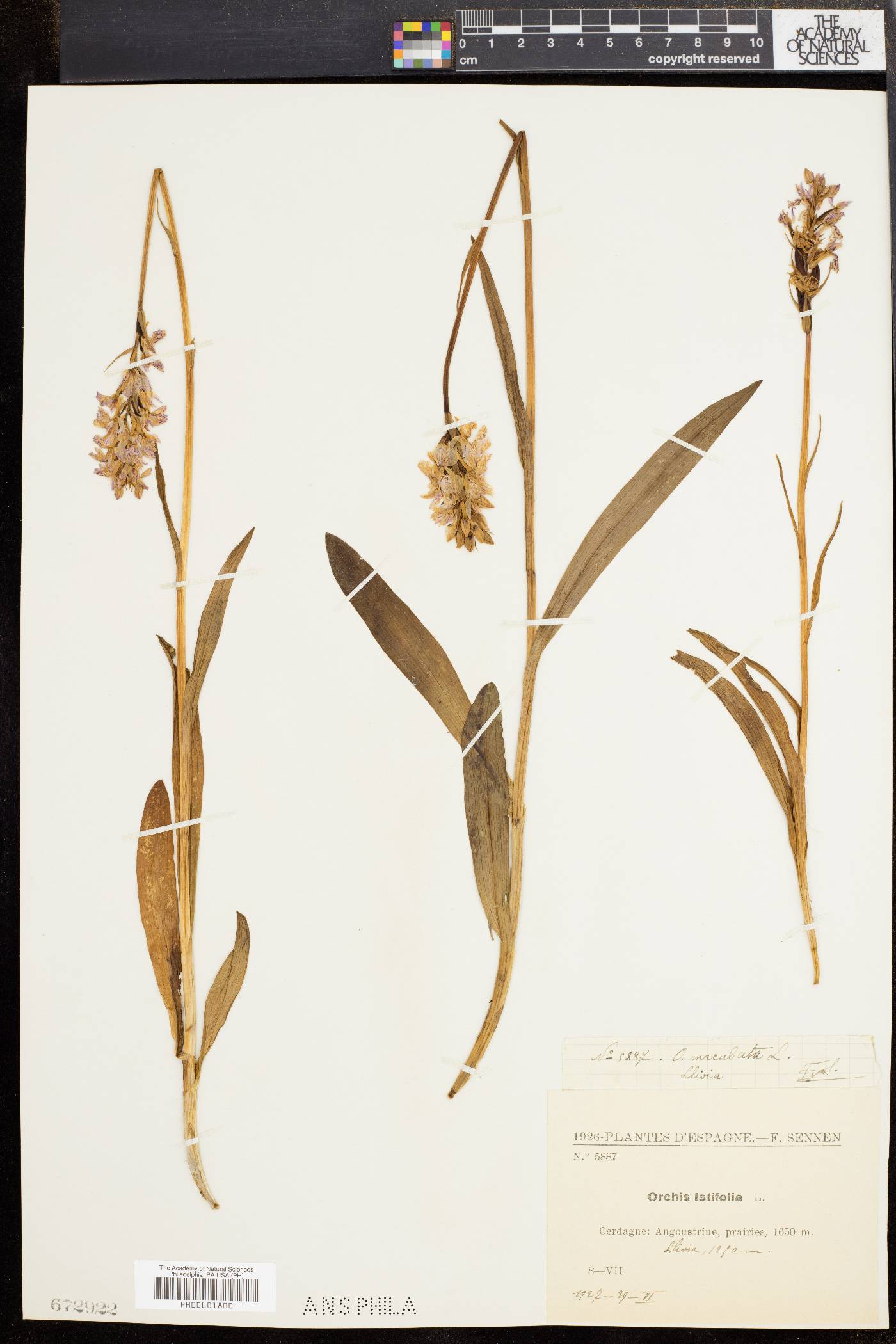 Orchis latifolia image
