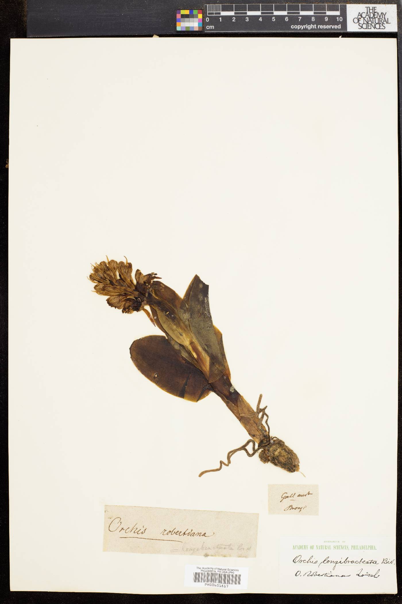 Dactylorhiza maculata subsp. fuchsii image