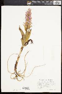 Media resource of Orchis majalis