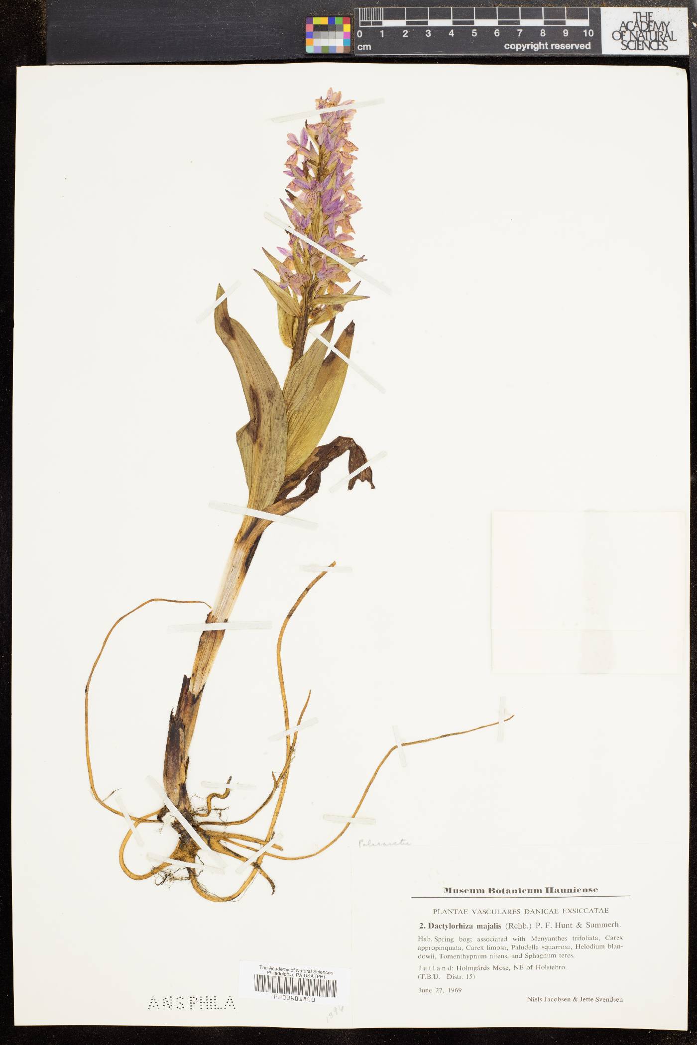 Orchis majalis image