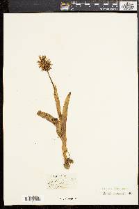 Orchis militaris image