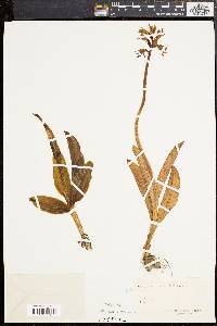 Orchis militaris image