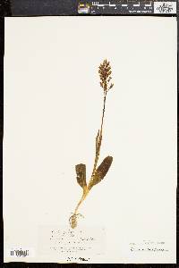 Orchis militaris image