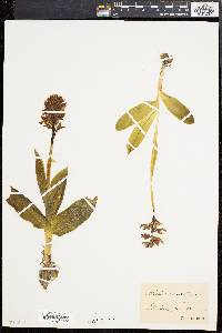 Orchis militaris image