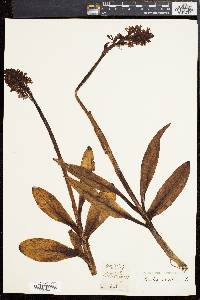 Orchis militaris image