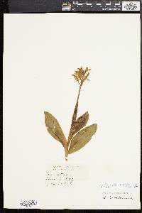 Orchis militaris image