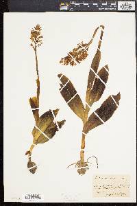 Orchis militaris image