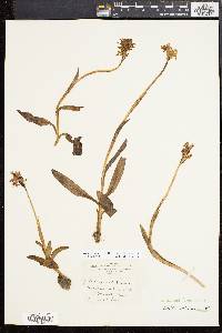 Orchis militaris image