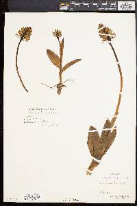 Orchis militaris image