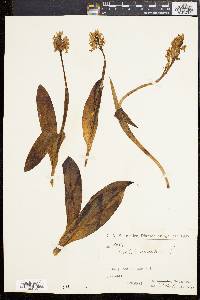 Orchis militaris image