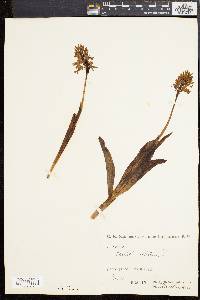 Orchis militaris image