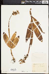 Orchis militaris image