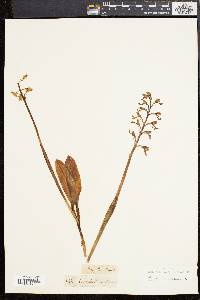 Orchis militaris image