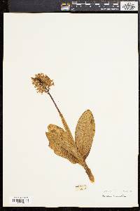 Orchis militaris image