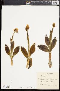 Orchis militaris image