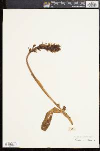 Orchis militaris image