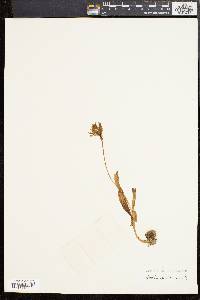 Orchis militaris image