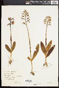 Orchis militaris image
