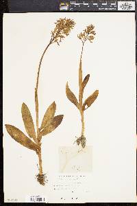 Orchis militaris image