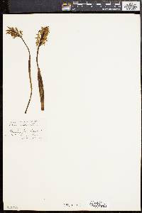 Orchis militaris image