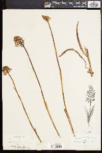 Orchis militaris image