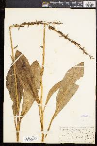 Orchis militaris image